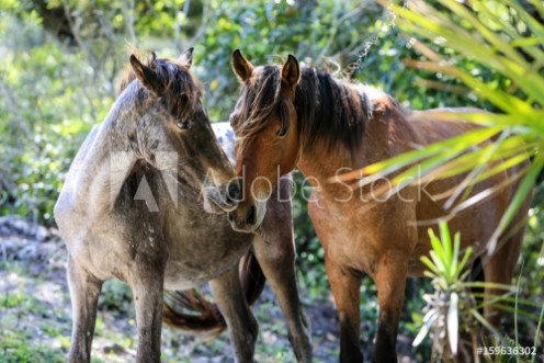 Picture of Wild horses roam the lush pastures on Cumberland Island GA